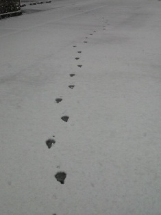 徳島県で家を建てるならサーロジック-雪
