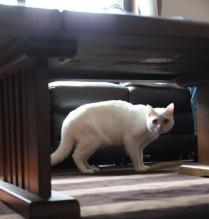 徳島県で家を建てるならサーロジック