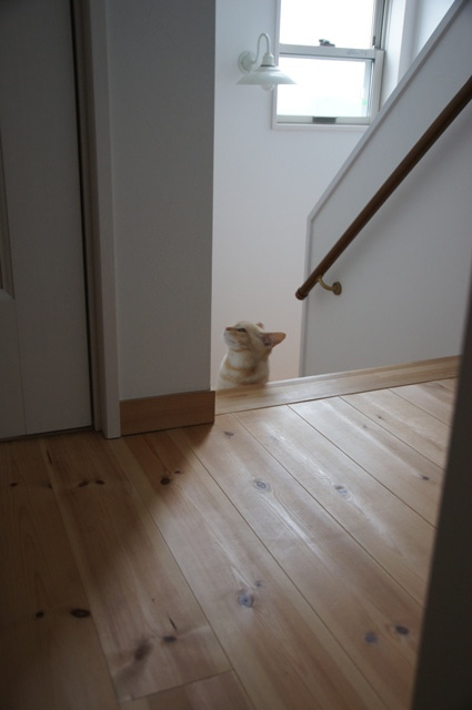 徳島県で家を建てるならサーロジック-ねこちゃん