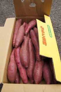 徳島県で家を建てるならサーロジック-鳴門金時