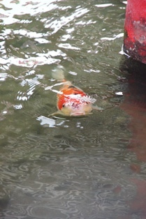 徳島県で家を建てるならサーロジック