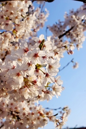 徳島県で家を建てるならサーロジック-さくら