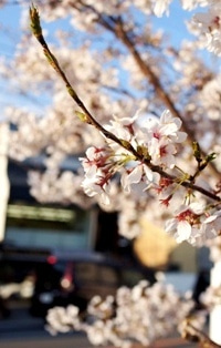 徳島県で家を建てるならサーロジック-桜