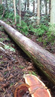 徳島県は杉の人工林面積割合1位