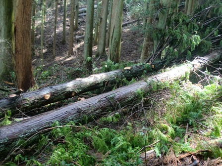 自分の山の木で家づくり