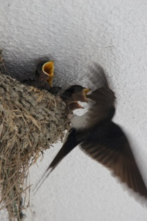 徳島県で家を建てるならサーロジック-燕の巣