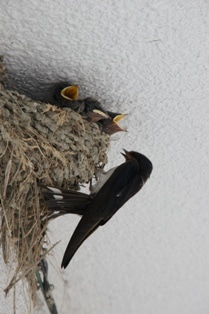 徳島県で家を建てるならサーロジック-つばめの巣