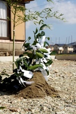 徳島県で家を建てるならサーロジック