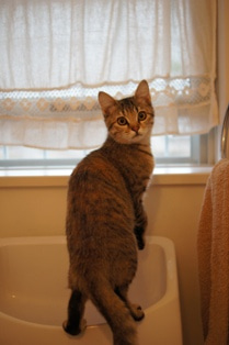 徳島県で家を建てるならサーロジック-ねこちゃん