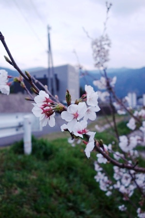 徳島県で家を建てるならサーロジック-さくらとマイホーム