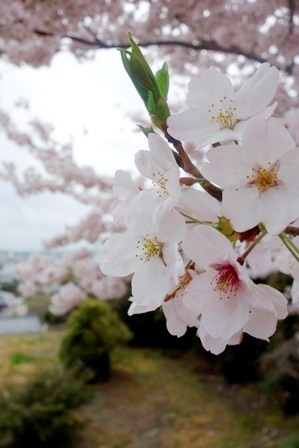 日の峰山上プール桜