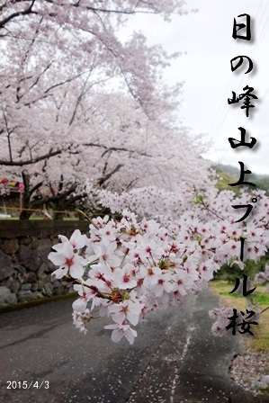 桜