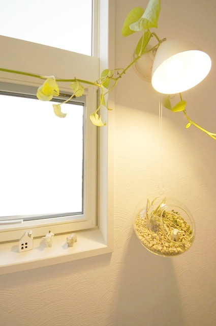 ゴールデンポトス 空気清浄