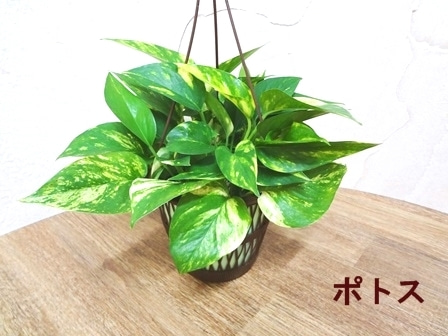 ゴールデンポトス