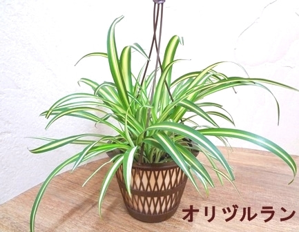 オリヅルラン スパイダープラント