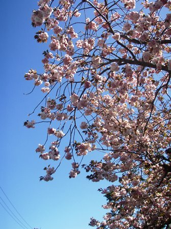 八重の桜 松月桜
